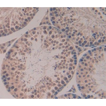 Regulator Of G Protein Signaling 3 (RGS3) Mouse Polyclonal Antibody