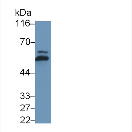 Regulator Of G Protein Signaling 6 (RGS6) Rat Polyclonal Antibody