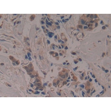 Apolipoprotein A1 Binding Protein (APOA1BP) Human Polyclonal Antibody