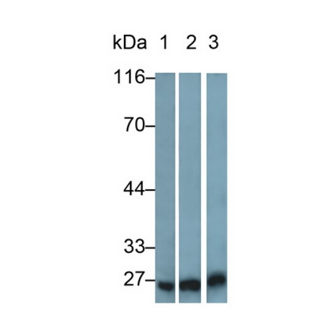 Apolipoprotein A1 Binding Protein (APOA1BP) Mouse Polyclonal Antibody
