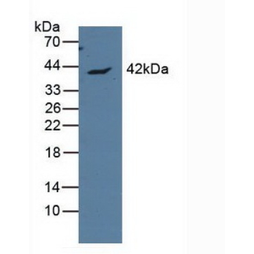 Apolipoprotein L (APOL1) Human Polyclonal Antibody
