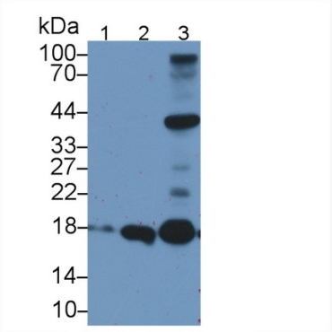 Apolipoprotein O (APOO) Human Polyclonal Antibody