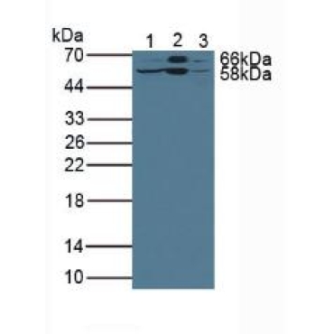 Lipolysis Stimulated Lipoprotein Receptor (LSR) Mouse Polyclonal Antibody