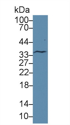 Low Density Lipoprotein Receptor Related Protein 11 (LRP11) Rat Polyclonal Antibody