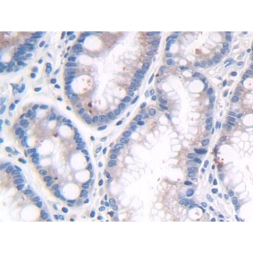 Low Density Lipoprotein Receptor Related Protein 4 (LRP4) Human Polyclonal Antibody