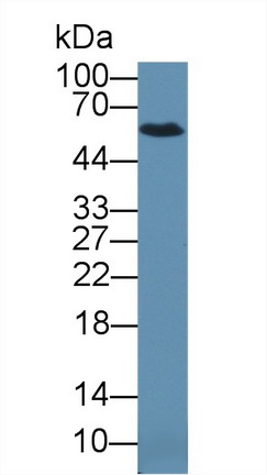Glypican 5 (GPC5) Rat Polyclonal Antibody