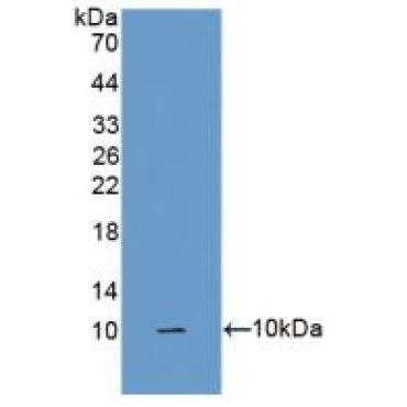 Surfactant Associated Protein G (SPG) Human Polyclonal Antibody