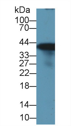 Glutamine synthetase (GS) Rat Polyclonal Antibody