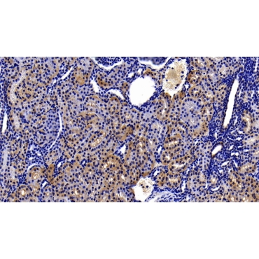 Kynureninase (KYNU) Human Polyclonal Antibody