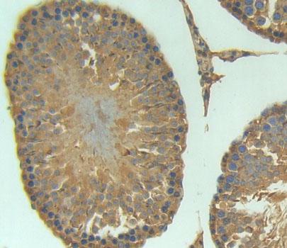 Arginine Vasopressin Induced Protein 1 (AVPI1) Rat Polyclonal Antibody