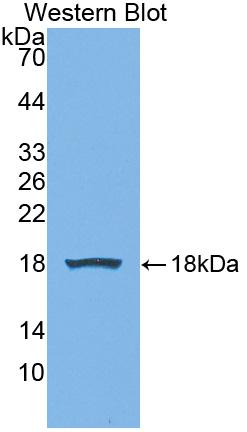 Preprovasopressin (VP) Mouse Polyclonal Antibody