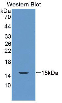 Preprooxytocin (OT) Rat Polyclonal Antibody