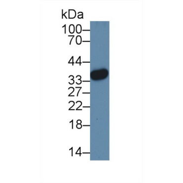 High Mobility Group Protein 20B (HMG20B) Mouse Polyclonal Antibody