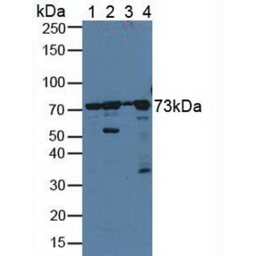 Protein Disulfide Isomerase A4 (PDIA4) Human Polyclonal Antibody