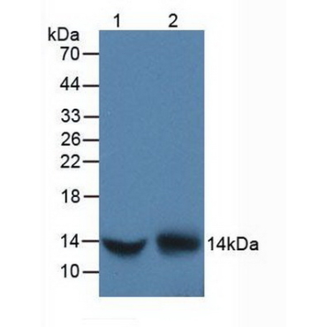 D-Dopachrome Tautomerase (DDT) Human Polyclonal Antibody