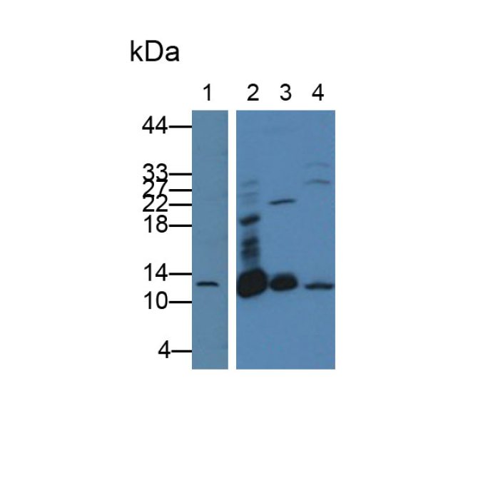 D-Dopachrome Tautomerase (DDT) Mouse Polyclonal Antibody