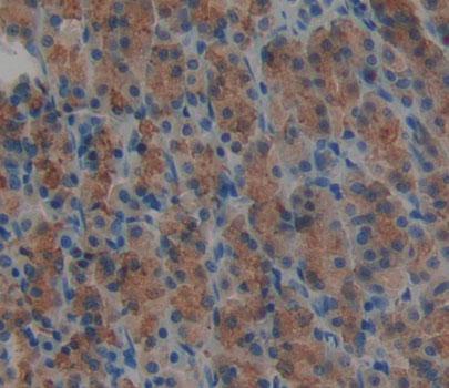 Deoxythymidylate Kinase (DTYMK) Rat Polyclonal Antibody