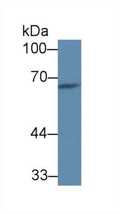 Complement Component 8a (C8a) Rat Polyclonal Antibody