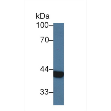 Arginase II (Arg2) Bovine (Cattle) Polyclonal Antibody