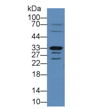 Arginase II (Arg2) Mouse Polyclonal Antibody