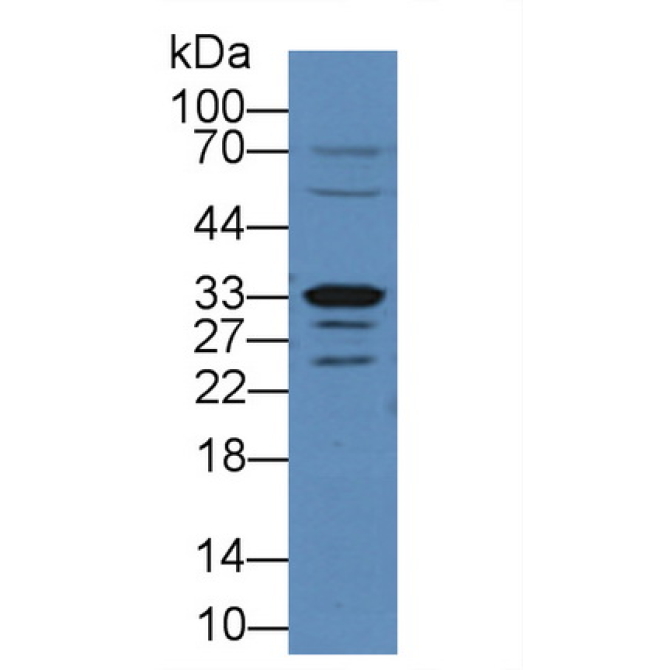 Arginase II (Arg2) Mouse Polyclonal Antibody