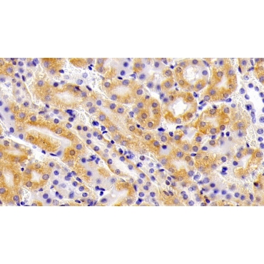Arginase II (Arg2) Mouse Polyclonal Antibody
