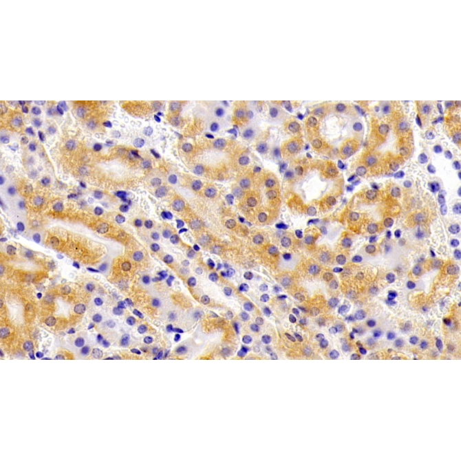 Arginase II (Arg2) Mouse Polyclonal Antibody