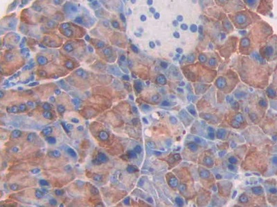 Thrombospondin 2 (THBS2) Mouse Polyclonal Antibody