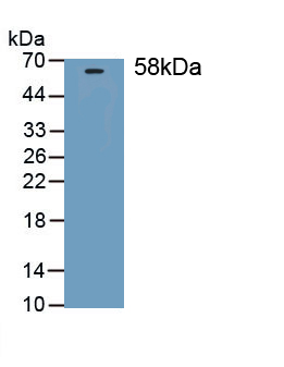 Thrombospondin 3 (THBS3) Mouse Polyclonal Antibody