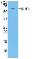 Thrombospondin 4 (THBS4) Rat Polyclonal Antibody