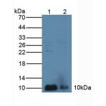 Phospholipase A2, Group IIA (PLA2G2A) Human Polyclonal Antibody