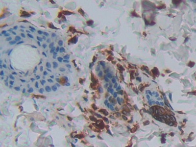 Phospholipase A2, Group IIA (PLA2G2A) Rat Polyclonal Antibody