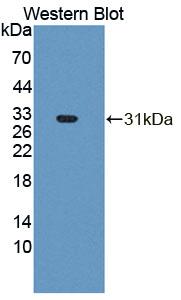 Phospholipase A2, Group III (PLA2G3) Rat Polyclonal Antibody
