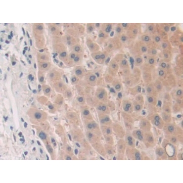 Phospholipase A2, Group X (PLA2G10) Human Polyclonal Antibody