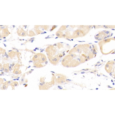 Phospholipase A2, Group XII (PLA2G12) Mouse Polyclonal Antibody