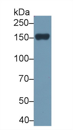 Phospholipase C Beta 2 (PLCb2) Rat Polyclonal Antibody
