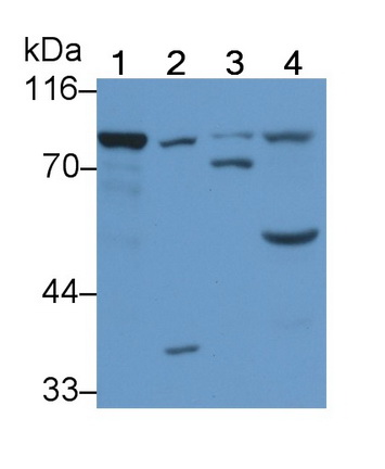 Phospholipase C Delta 1 (PLCd1) Human Polyclonal Antibody