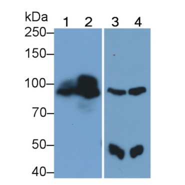 Phospholipase C Delta 3 (PLCd3) Human Polyclonal Antibody