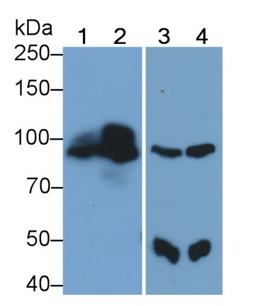 Phospholipase C Delta 3 (PLCd3) Human Polyclonal Antibody