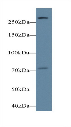 Phospholipase C Epsilon 1 (PLCe1) Rat Polyclonal Antibody
