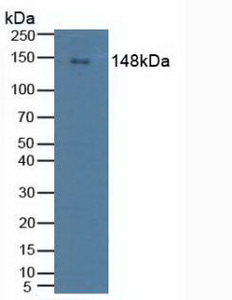 Phospholipase C Gamma 2, Phosphatidylinositol Specific (PLCg2) Human Polyclonal Antibody