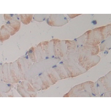 Phospholipase A2 Receptor 1 (PLA2R1) Mouse Polyclonal Antibody