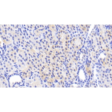 Aminoadipate Aminotransferase (AADAT) Human Polyclonal Antibody