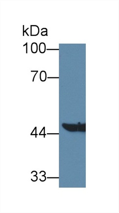 Aminoadipate Aminotransferase (AADAT) Mouse Polyclonal Antibody