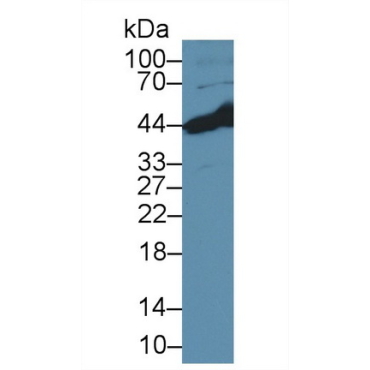 Branched Chain Aminotransferase 2, Mitochondrial (BCAT2) Human Polyclonal Antibody