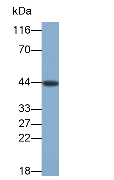 Branched Chain Aminotransferase 2, Mitochondrial (BCAT2) Rat Polyclonal Antibody