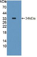 Tyrosine Aminotransferase (TAT) Mouse Polyclonal Antibody