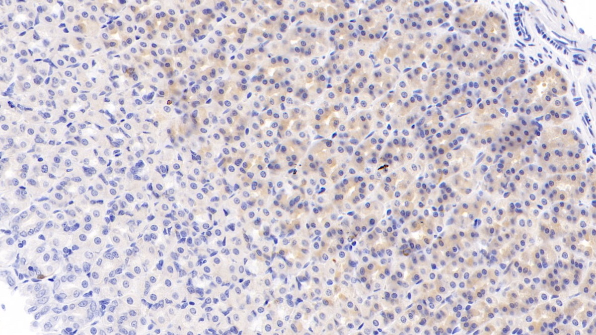 Relaxin 3 (RLN3) Rat Polyclonal Antibody