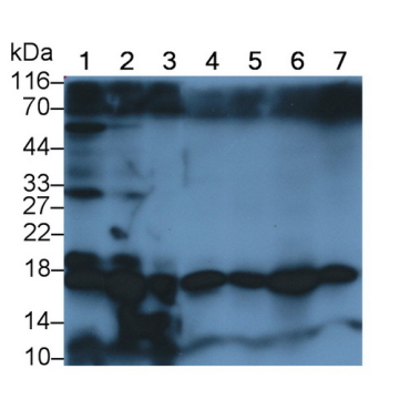 Insulin Like Protein 3 (INSL3) Human Polyclonal Antibody