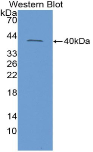 Insulin Like Protein 3 (INSL3) Rat Polyclonal Antibody